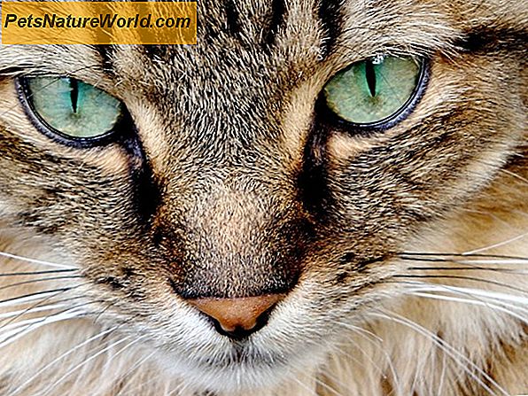 Cat Eye Disorders erklärt