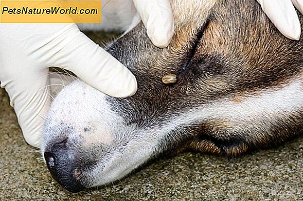 Geschwollene Lymphknoten bei Hunden