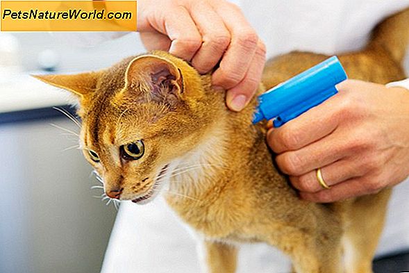 De voordelen van Cat Microchip-identificatie