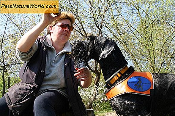 Sicherheitstipps für ein Leben mit einem blinden Hund