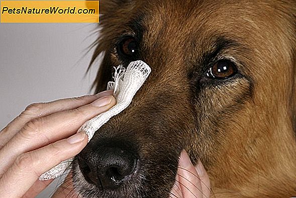 Wie man Hund Zehennagel Blutungen stoppt