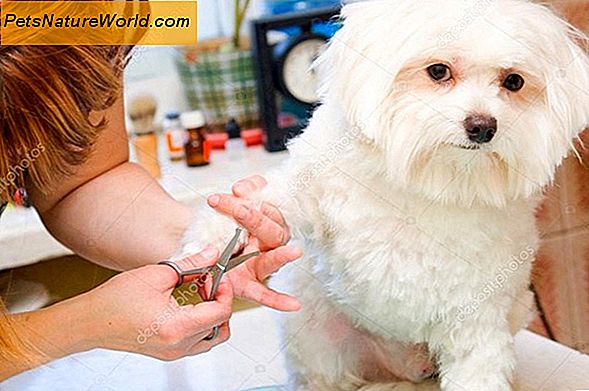 Malteser Hundepflege Tipps