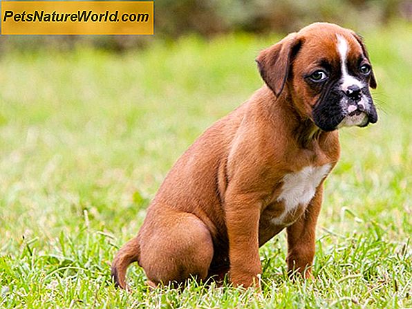 8 Boxer-Hund Gesundheitsprobleme, die mit Sorgfalt zu befolgen sind