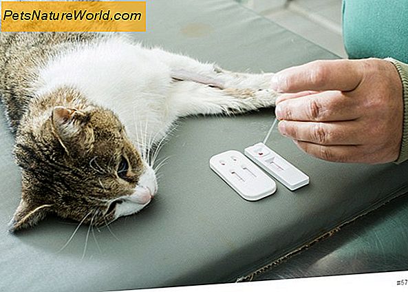 Sind kranke Katzen ansteckend?