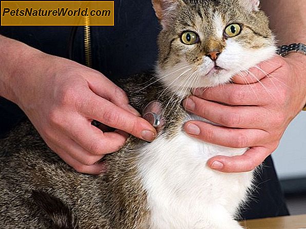 Behandlung von Asthma bei Katzen mit Theophyllin
