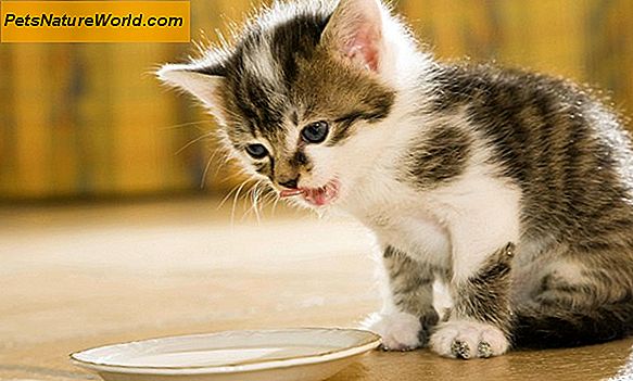 Katzen Wellness: Feline Vorbeugende Pflege