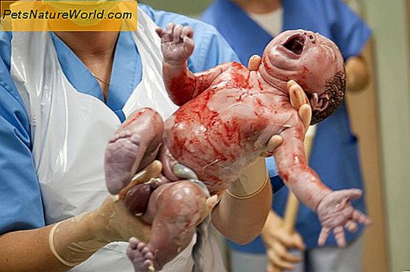 Häufige Probleme bei neugeborenen Welpen
