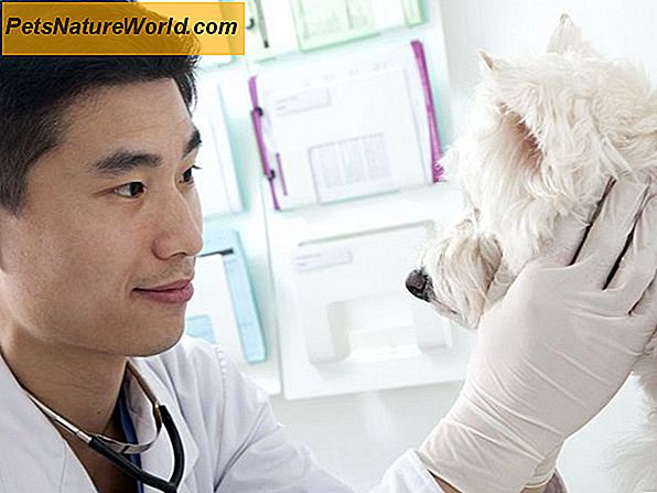Hundeauge Gesundheit: Die Bedeutung regelmäßiger Untersuchungen