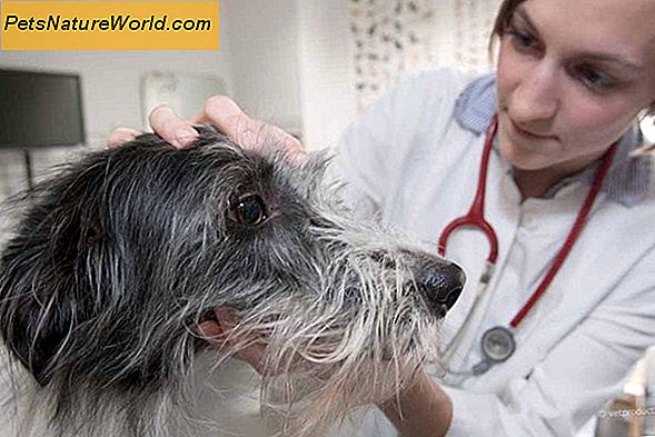 Hundekrankenversicherung, die Tierärzte nehmen wird