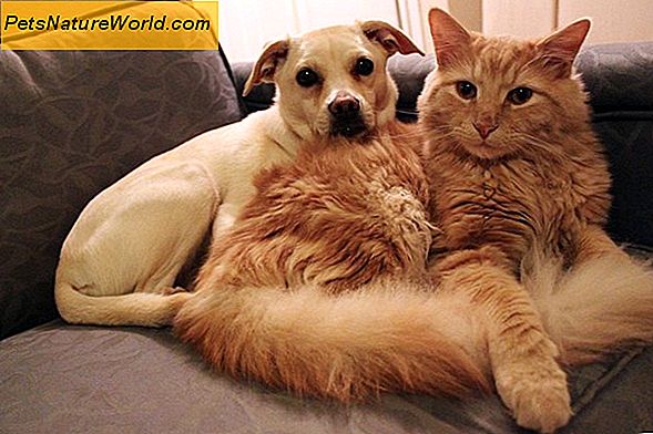 Essential Hund und Katze Health Care für neue Tierhalter