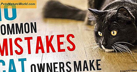 Feline Care Mistakes Neue Cat-Besitzer machen