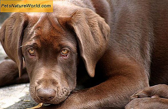 Ist Hundekrankenversicherung es wert?