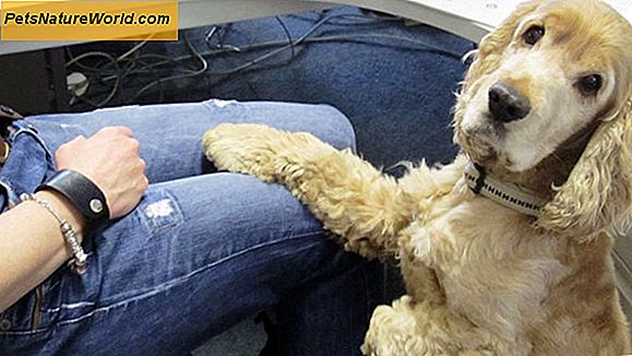 Haustier Hund Gesundheit Tipps für neue Besitzer