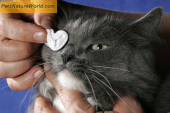 Bluthochdruck bei Katzen