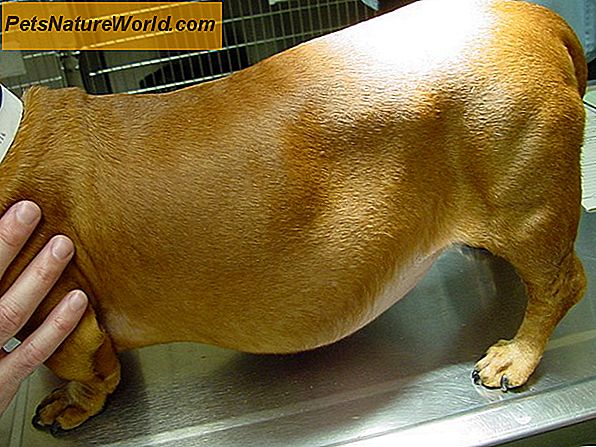 Canine LIver Krankheit Behandlung mit Ursodiol (Actigall)