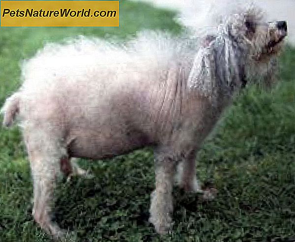 Canine Cushings Disease: Primer pro majitele psů