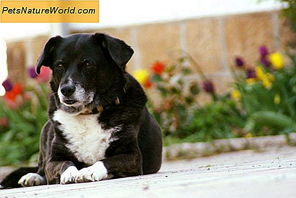 Symptome der Schilddrüsenunterfunktion bei Hunden