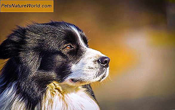 Canine SLE: systemische Lupus Erythematosus bij honden