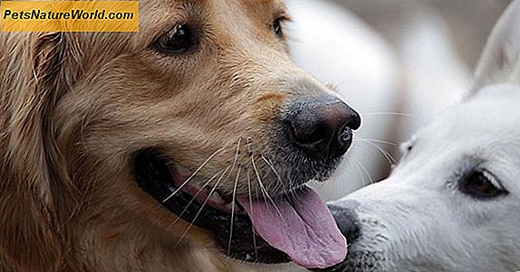 Können Hundekrankheiten auf Menschen übertragen werden?
