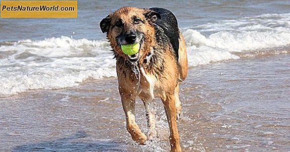 Canine Cushing-Krankheit: Eine häufige Erkrankung bei älteren Hunden