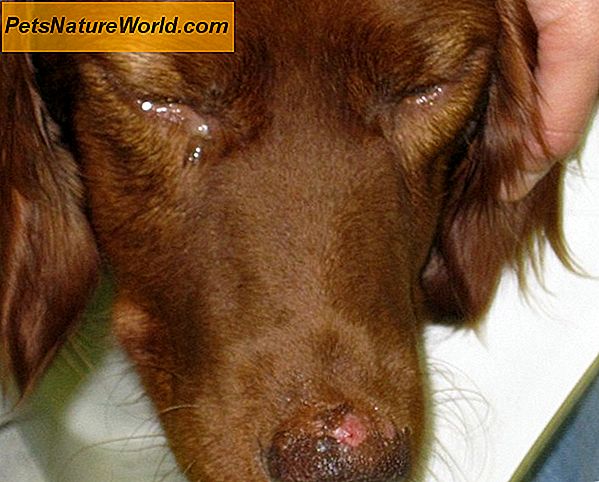 Symptome von Parvovirus bei Hunden