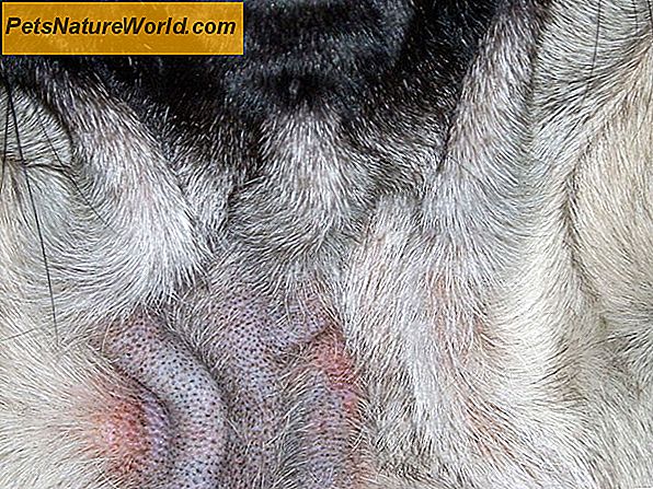 Toxicara Canis Infektionen bei Hunden