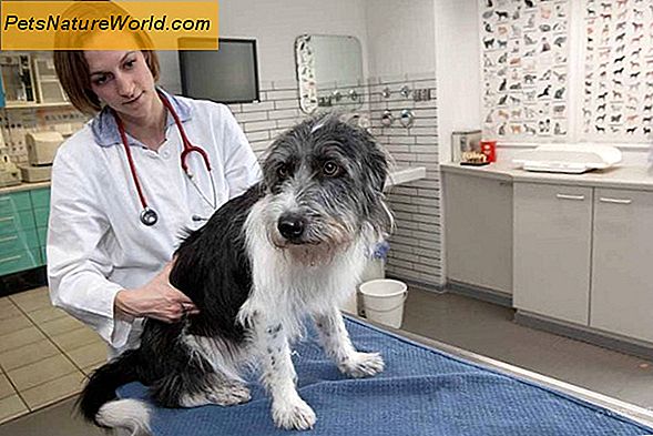 Hund Tollwut Symptome erklärt