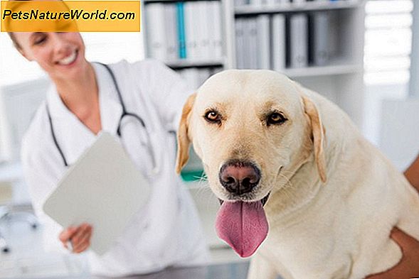 Untersuchen Sie Ihren Hund auf Zungenentzündungen