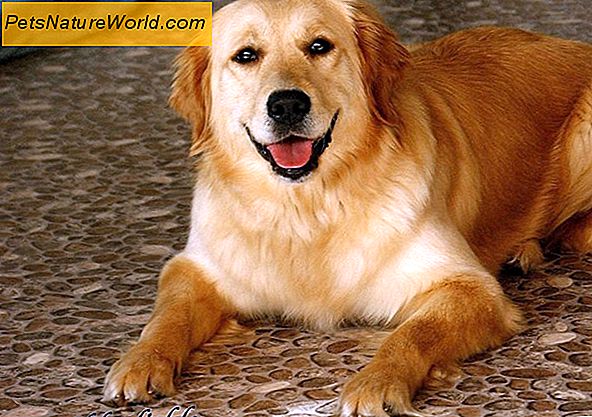 Lymphom bei Hunden Arten und Symptome erklärt