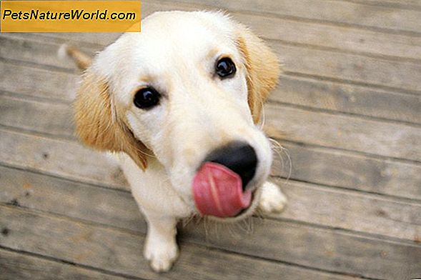 Hunde mit Leberproblemen: Überwachung des Urinierens