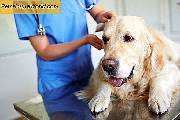 Lebererkrankungen im Endstadium bei Hunden
