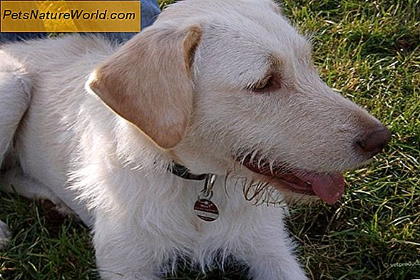 Empfohlene Hundefutter für Pankreatitis