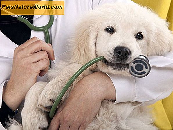 Behandlung von Hunde-Diabetes mit Caninsulin-Therapie