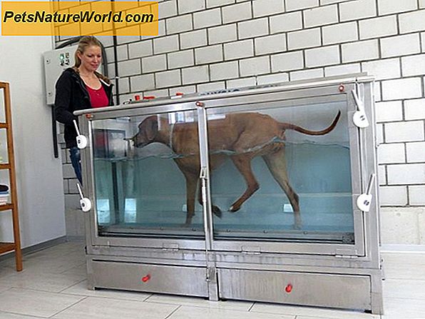 Aquatherapie für Hunde