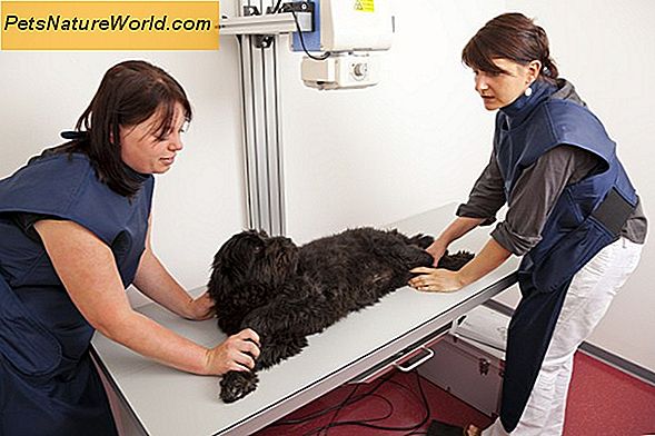 Diagnostizieren der Canine Cushing-Krankheit mit einem ACTH-Stimulationstest