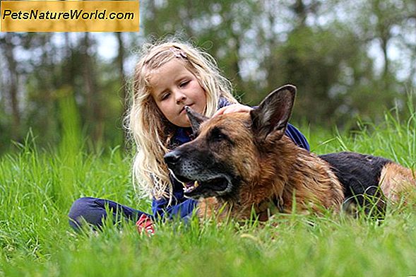 Gelenkunterstützung mit Glucosamin Chondriotin für Hunde