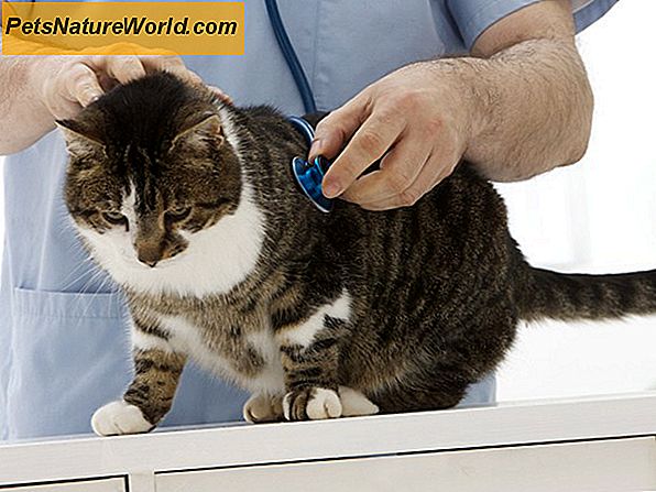 Radiojod-Behandlung bei Katzen-Hyperthyreose
