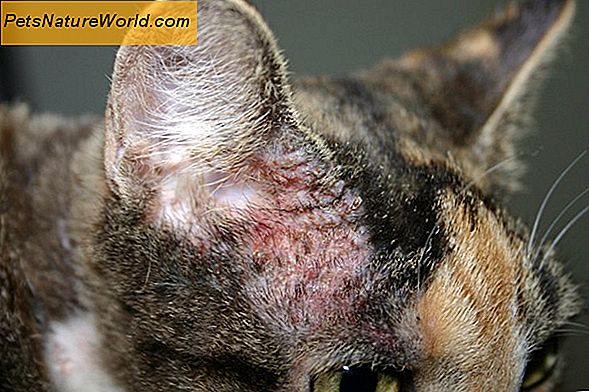 Behandlung von bakteriellen Infektionen bei Katzen mit Lincomycin