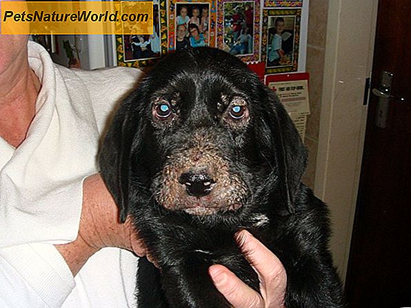 Canine Granulomatöse Meningoenzephalitis: GME bei Hunden
