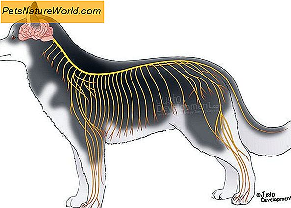 Canine Veterinary Nervous System Krankheiten: Ein Ausgangspunkt