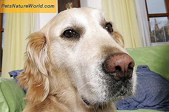 Sekundäre Epilepsie bei Hunden
