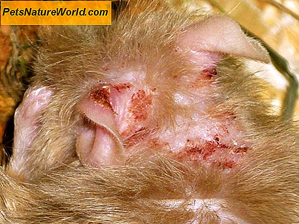 Behandlung von Ohrmilben bei Katzen mit Pyrethrin-Insektiziden