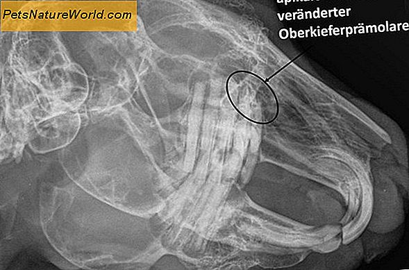 Hund Ultraschall und Röntgenuntersuchung im Vergleich