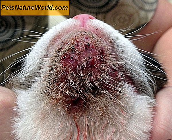 Acanthosis Nigricans bei Hunden: Schwärzung der Haut