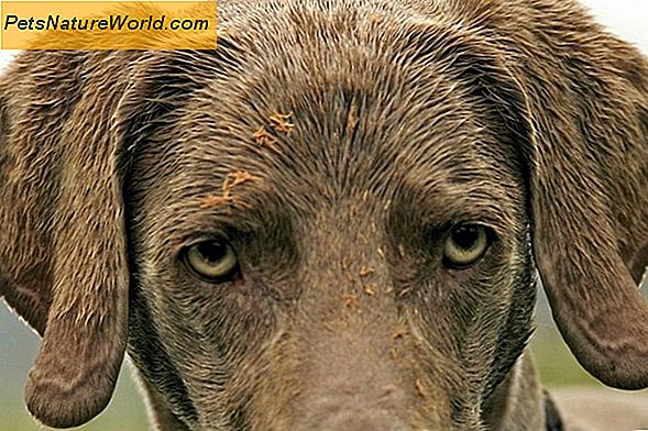 Atopische Dermatitis bei Hunden