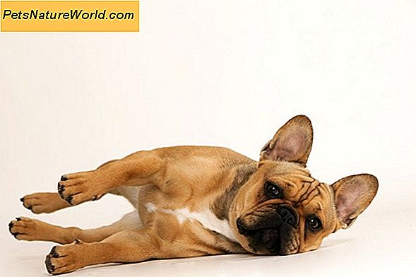 Farbverdünnung Alopezie bei Hunden