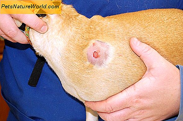 Hund Abszess Behandlung mit Clindamycin