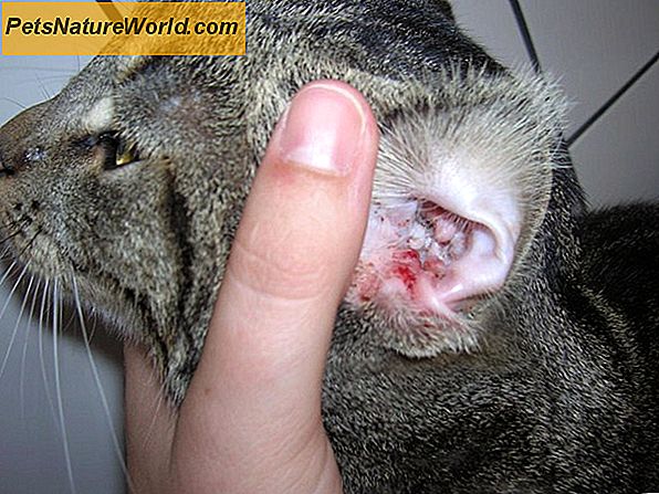Homöopathische Katze Allergie-Kuren