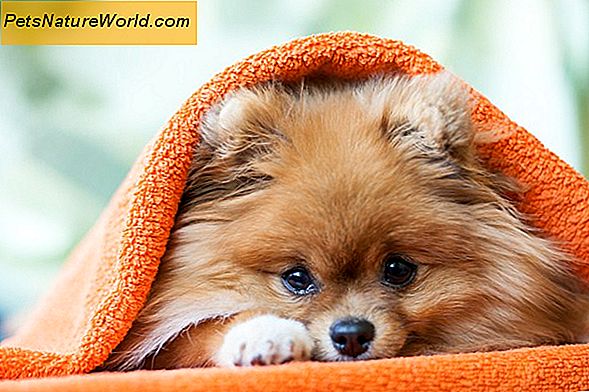 Hypoallergen Shampoo für Hunde