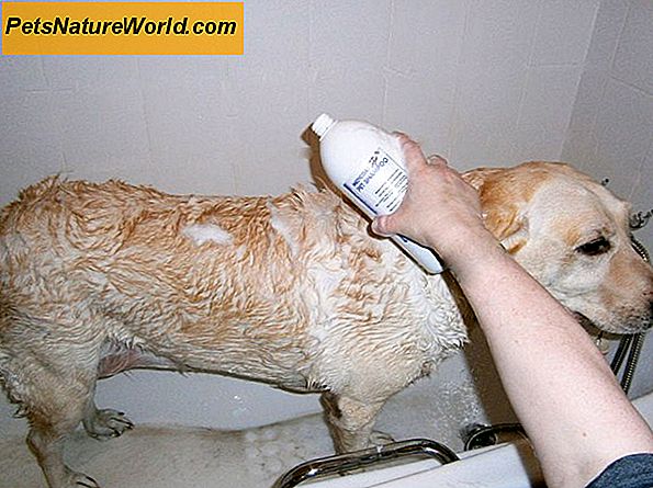Medicated Pet Shampoo Produkte